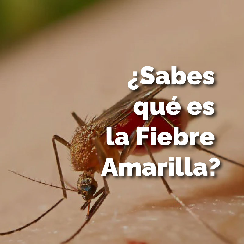 ¿Sabes qué es la fiebre amarilla?